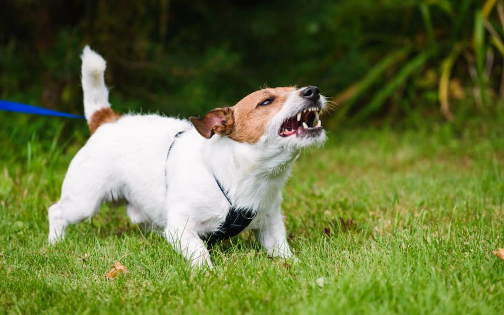 Dog Bite Prevention Tips Causes & What To Do