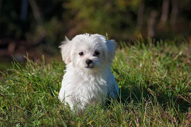 Is Lawn Fertilizer Safe For Dogs All You Want To Know
